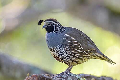 California Quail (Callipepla californica)