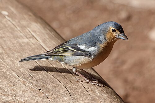 Canary Islands Chaffinch (Fringilla canariensis)
