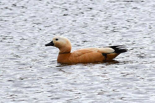 Ruddy Shelduck (Tadorna ferruginea)