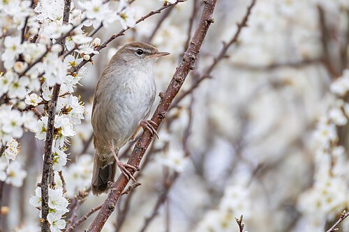 Cetti's Warbler (Cettia cetti)