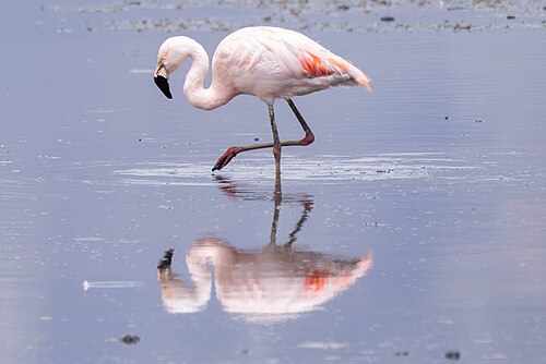 Chilean Flamingo (Phoenicopterus chilensis)