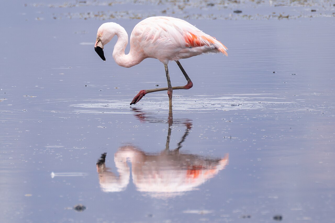 Flamenco chileno (Phoenicopterus chilensis)