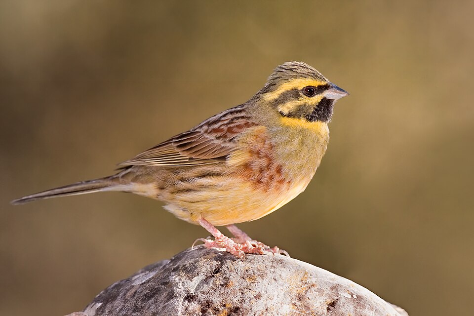Cirlgors (Emberiza cirlus)