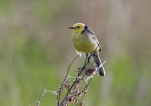 Citrine Wagtail (Motacilla citreola)