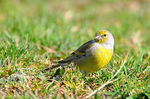 Citril Finch (Carduelis citrinella)