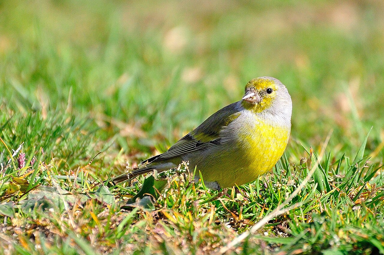 Citril Finch (Carduelis citrinella)