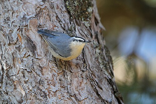 Corsican Nuthatch (Sitta whiteheadi)