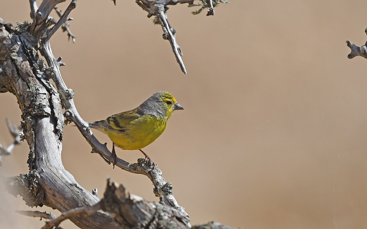 Verderón corso (Carduelis corsicana)