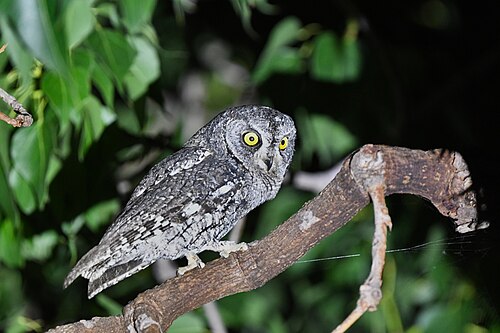 Cyprus Scops Owl (Otus cyprius)