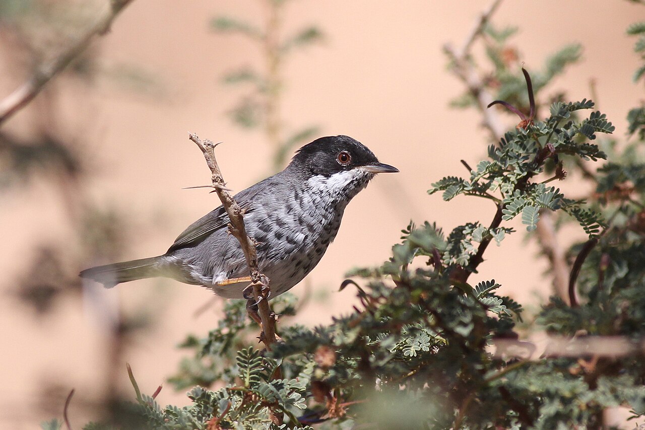 Cyprusgrasmus (Curruca melanothorax)