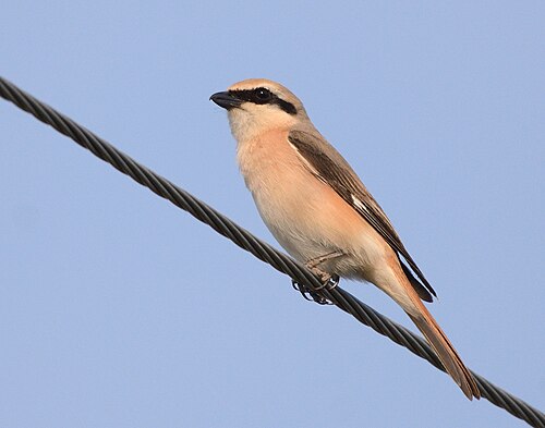 Isabelline Shrike (Lanius isabellinus)