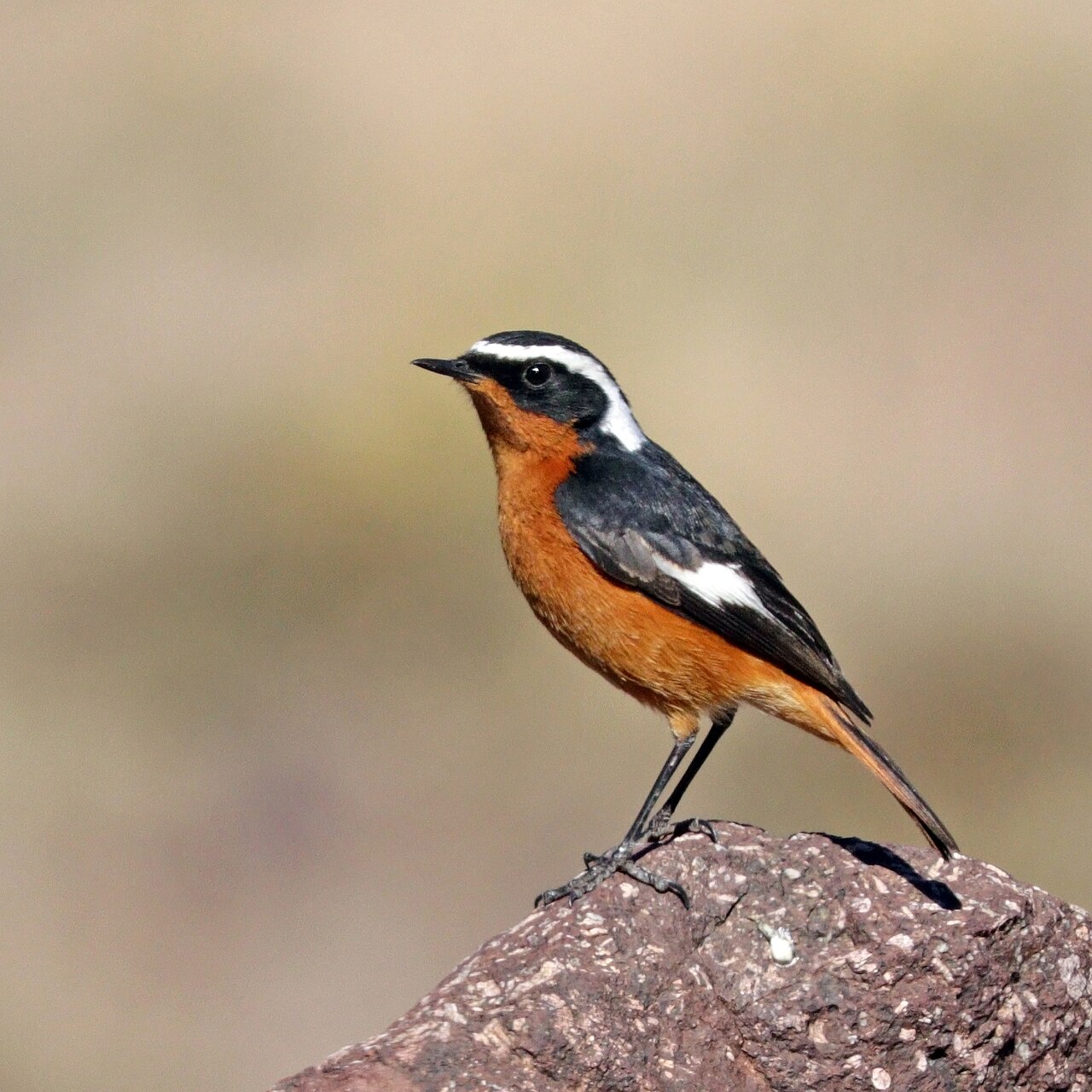Colirrojo diademado (Phoenicurus moussieri)