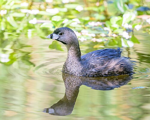 Pied-Billed Grebe (Podilymbus podiceps)