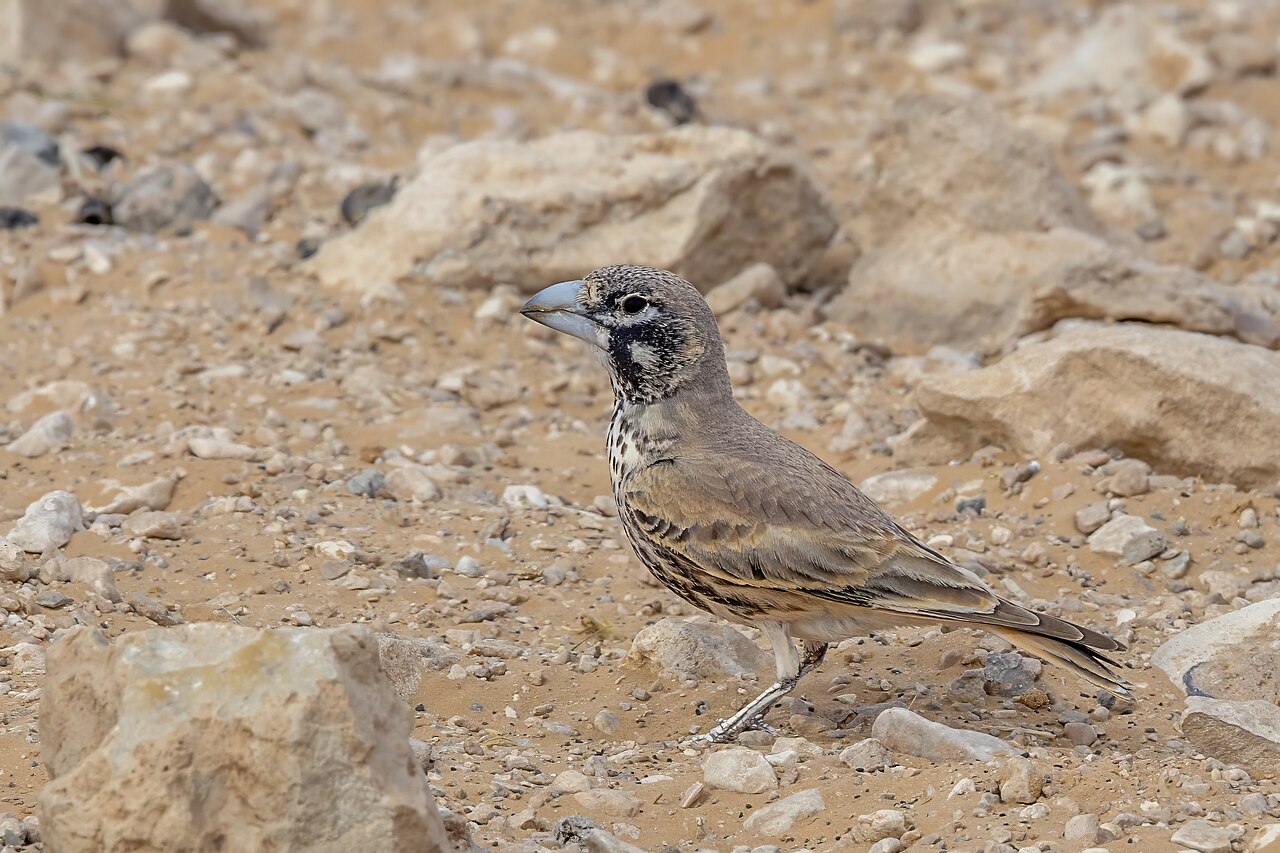 Thick-Billed Lark (Ramphocoris clotbey)