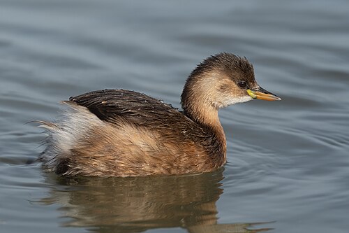 Little Grebe (Tachybaptus ruficollis)