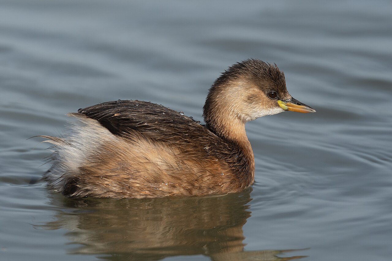 Dodaars (Tachybaptus ruficollis)