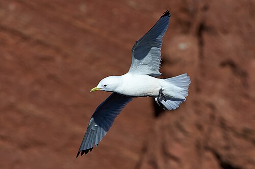Black-Legged Kittiwake (Rissa tridactyla)