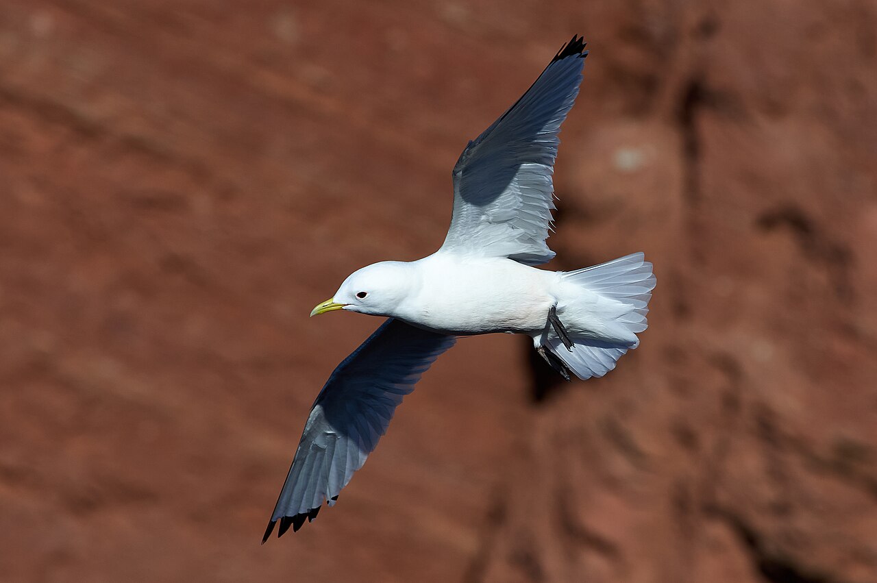 Gaviota tridáctila (Rissa tridactyla)