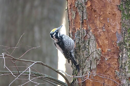 Eurasian Three-Toed Woodpecker (Picoides tridactylus)