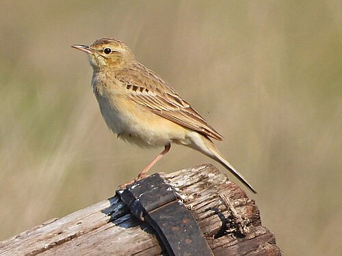 Tawny Pipit (Anthus campestris)
