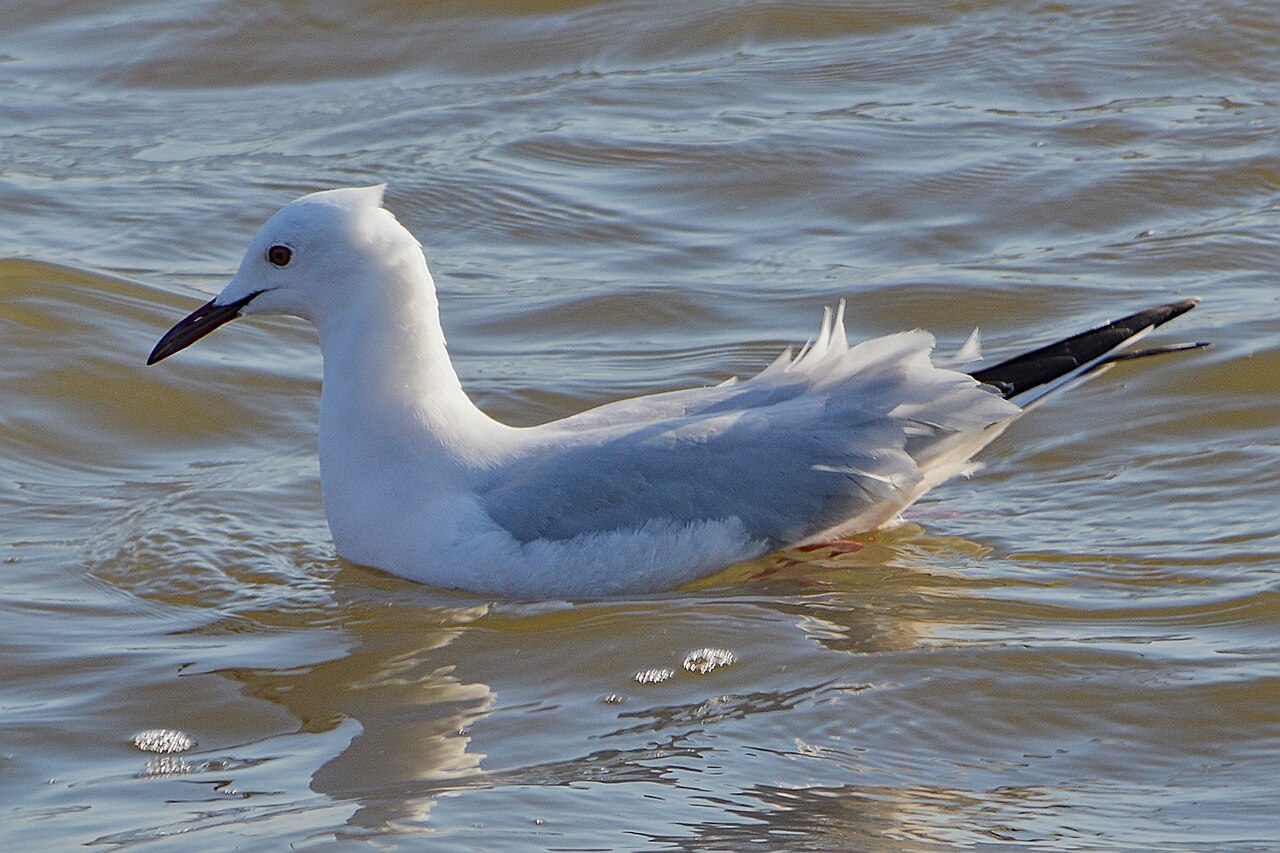 Slender-Billed Gull (Chroicocephalus genei)