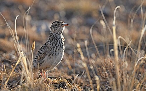 Dupont's Lark (Chersophilus duponti)