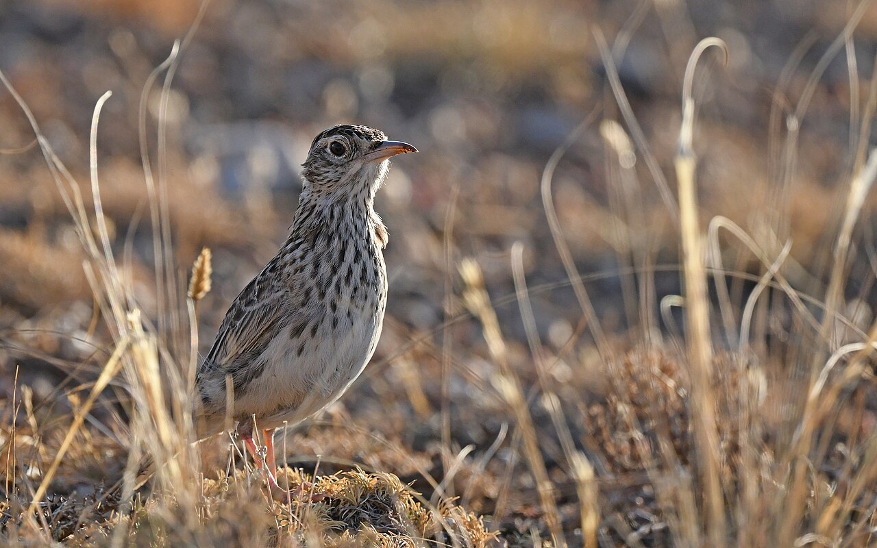 Duponts leeuwerik (Chersophilus duponti)