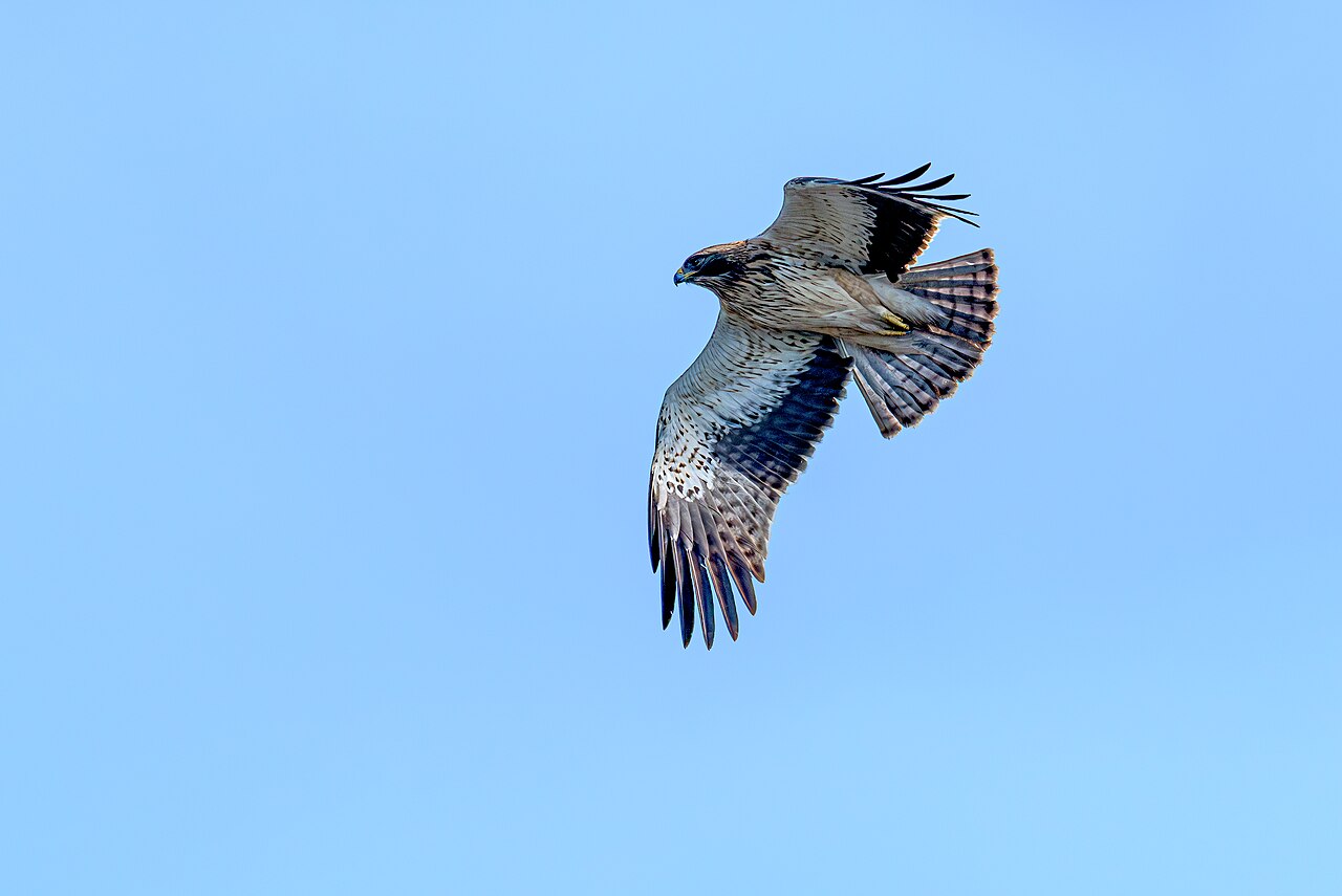 Booted Eagle (Hieraaetus pennatus)