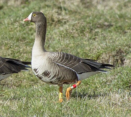 Lesser White-Fronted Goose (Anser erythropus)