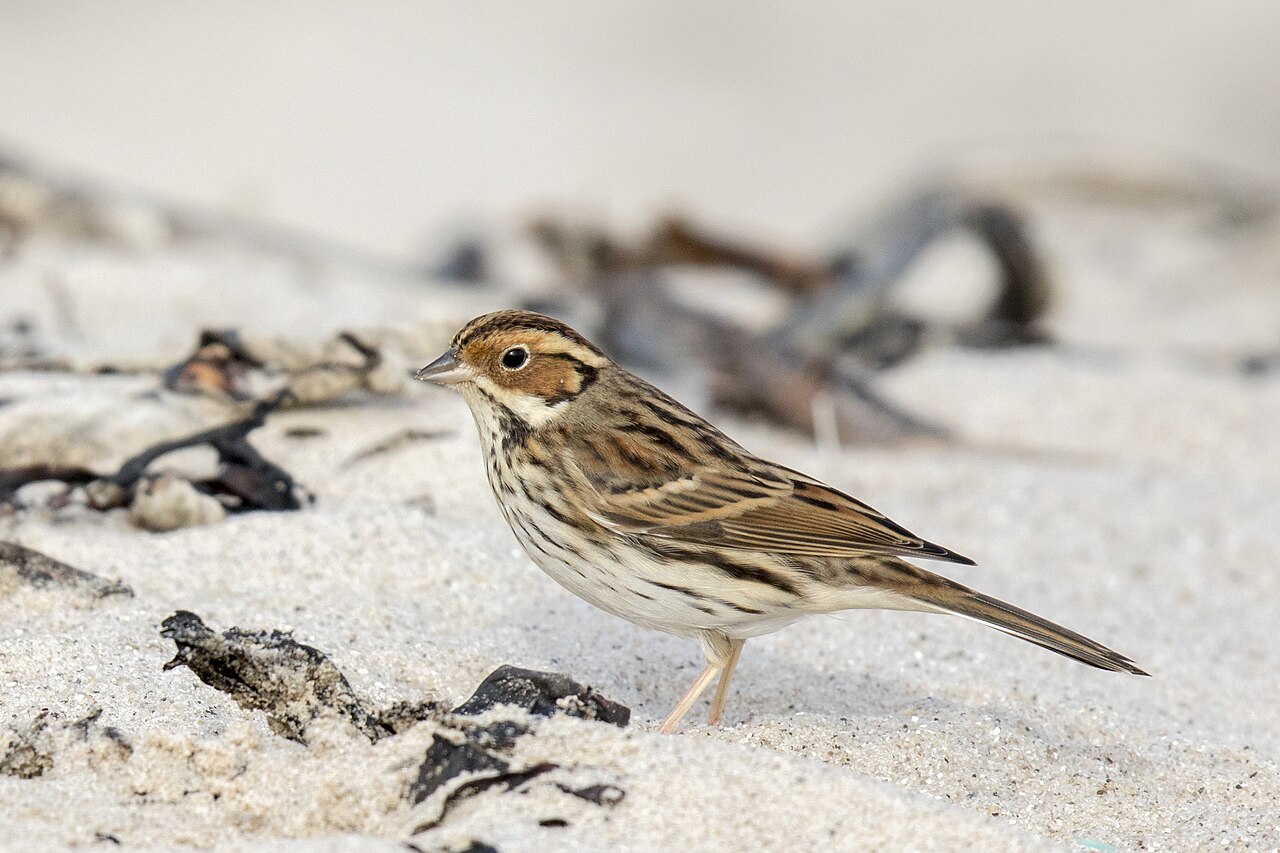 Escribano pigmeo (Emberiza pusilla)