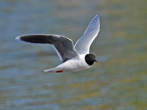 Little Gull (Hydrocoloeus minutus)
