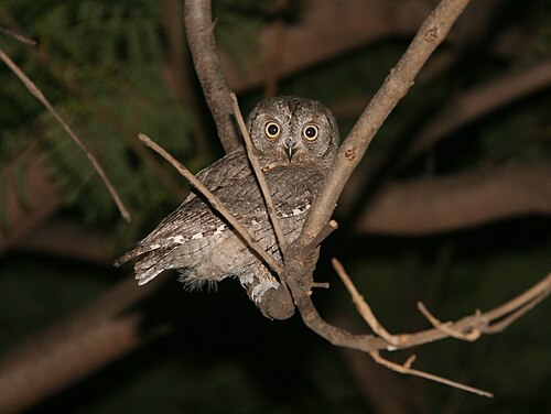 Eurasian Scops-Owl (Otus scops)