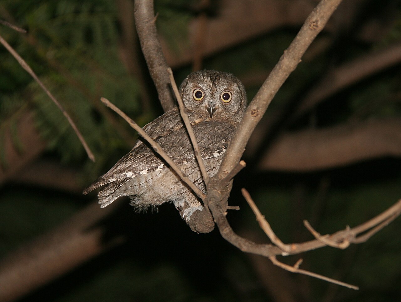 Autillo europeo (Otus scops)
