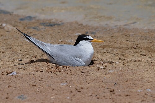 Little Tern (Sternula albifrons)