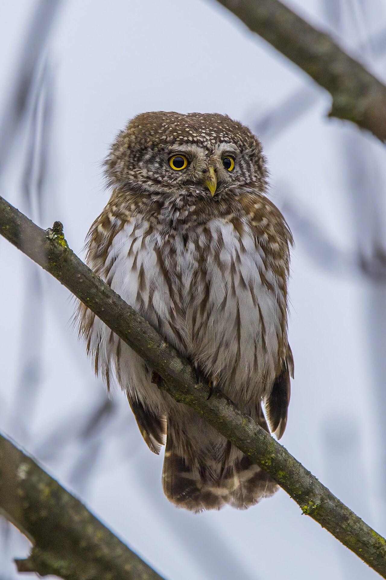 Mochuelo alpino (Glaucidium passerinum)
