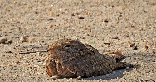 Egyptian Nightjar (Caprimulgus aegyptius)
