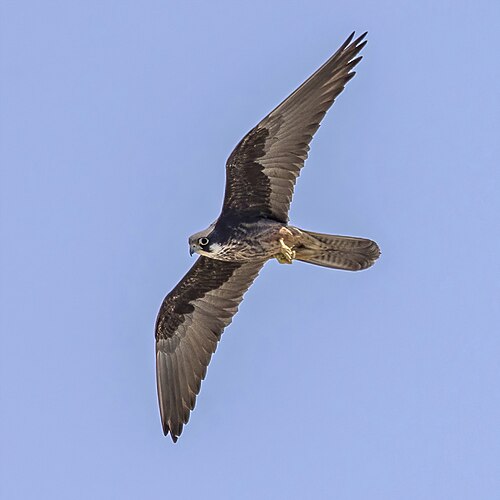 Eleonora's Falcon (Falco eleonorae)