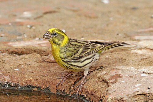 European Serin (Serinus serinus)