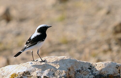 Finsch's Wheatear (Oenanthe finschii)