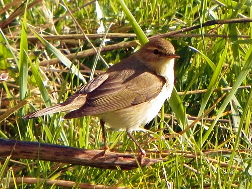 Willow Warbler (Phylloscopus trochilus)