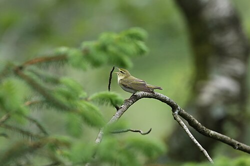 Wood Warbler (Phylloscopus sibilatrix)