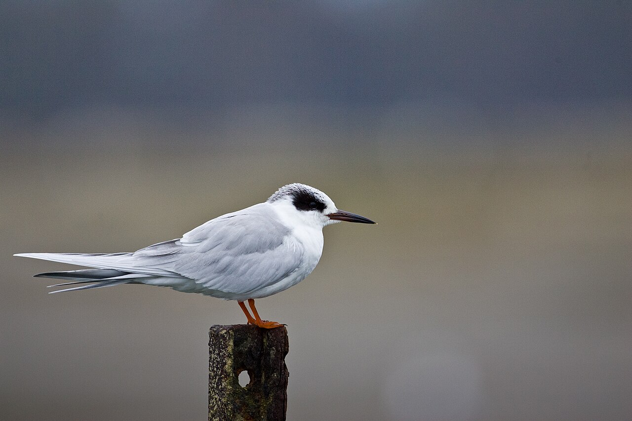 Charrán de Forster (Sterna forsteri)