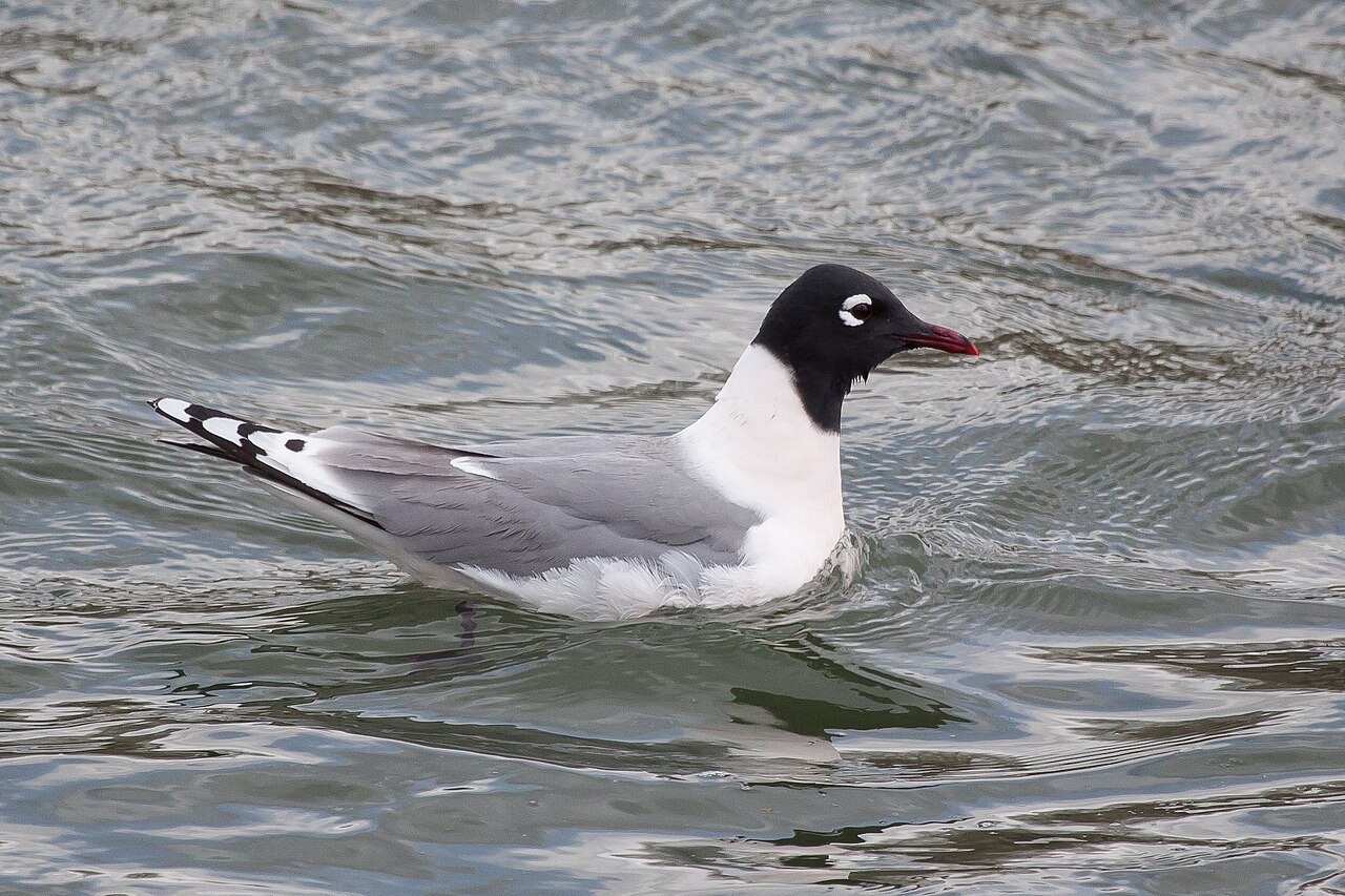 Franklin's Gull (Leucophaeus pipixcan)