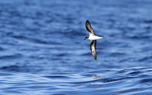 Zino's Petrel (Pterodroma madeira)
