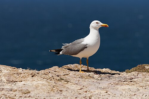 Yellow-Legged Gull (Larus michahellis)
