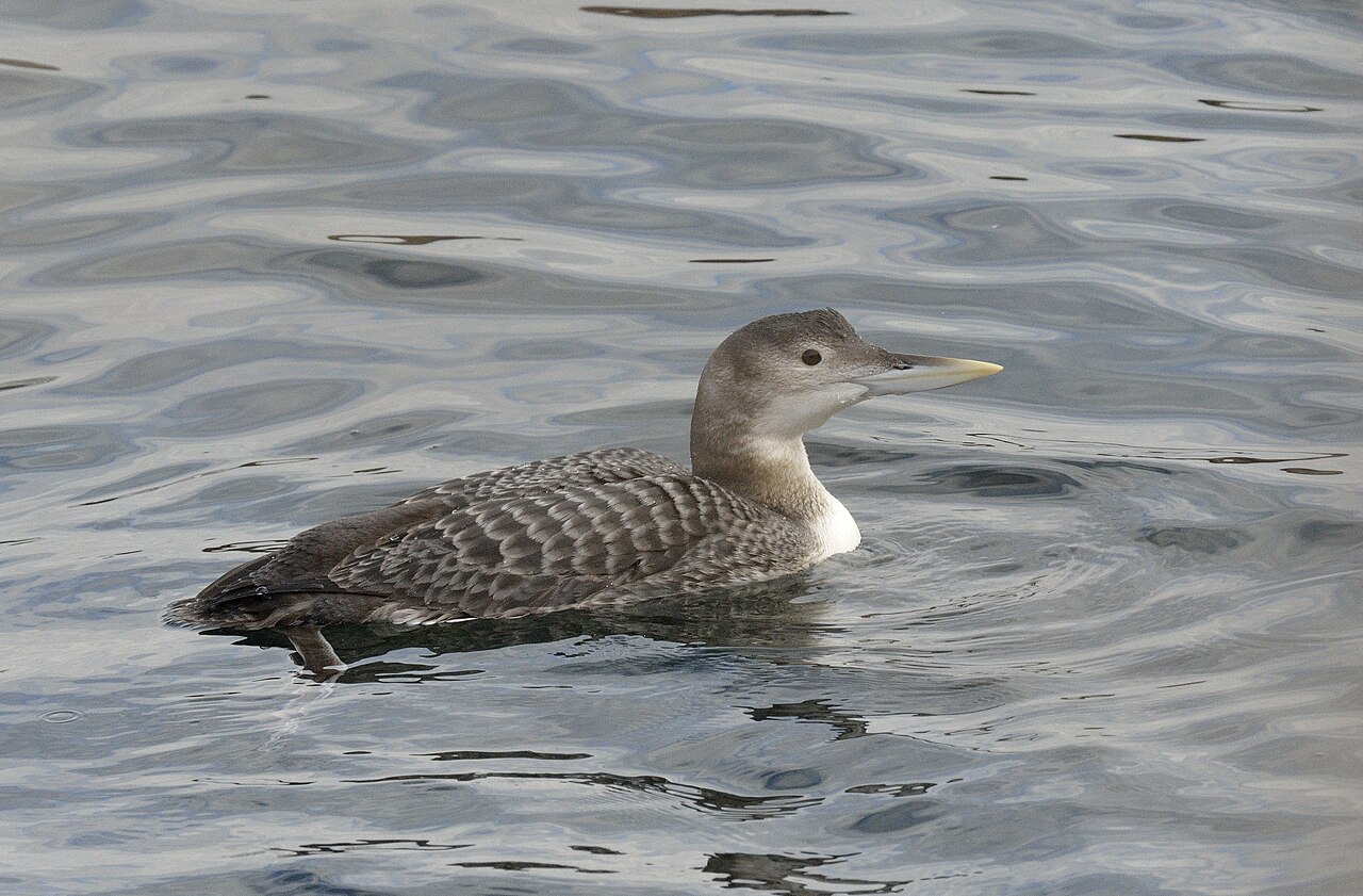 Yellow-Billed Loon (Gavia adamsii)