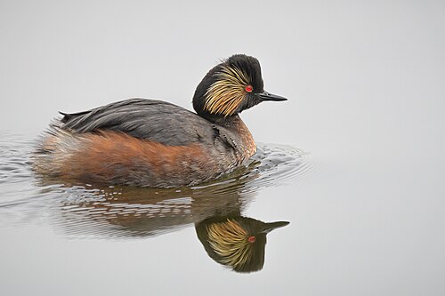 Eared Grebe (Podiceps nigricollis)