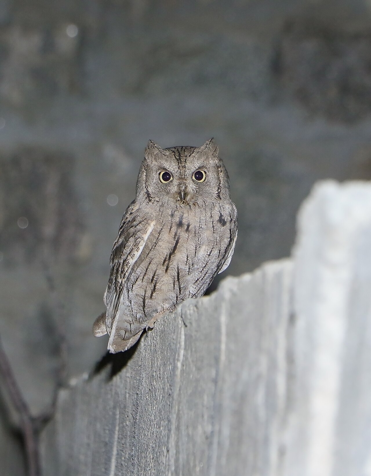Gestreepte dwergooruil (Otus brucei)