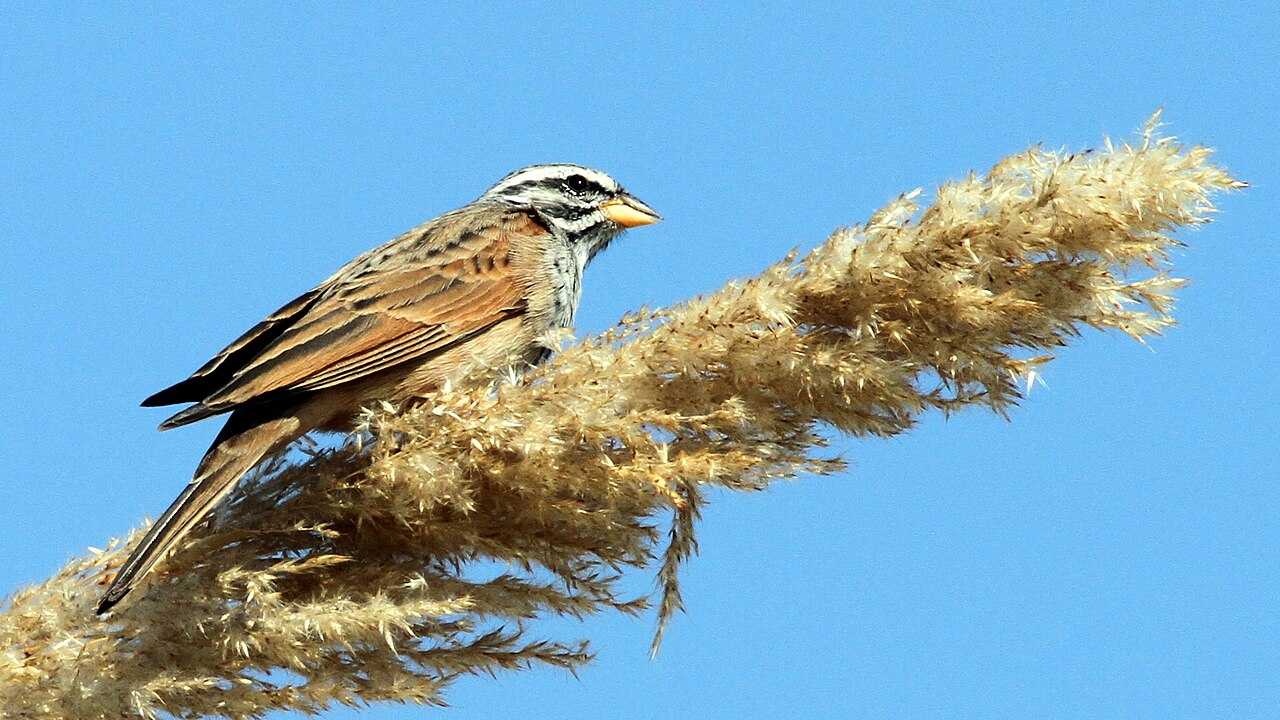 Escribano estriado (Emberiza striolata)