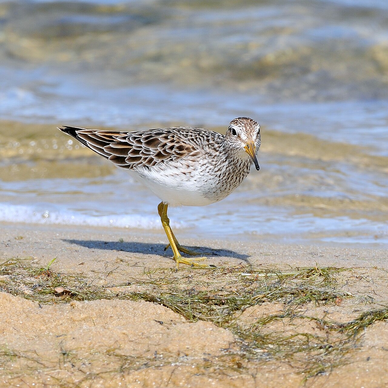 Gestreepte strandloper (Calidris melanotos)